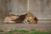 ライオンはまだ寝てます