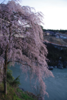 天龍川と桜