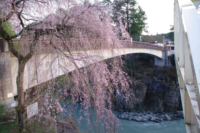 さらにその隣に桜と歩道橋
